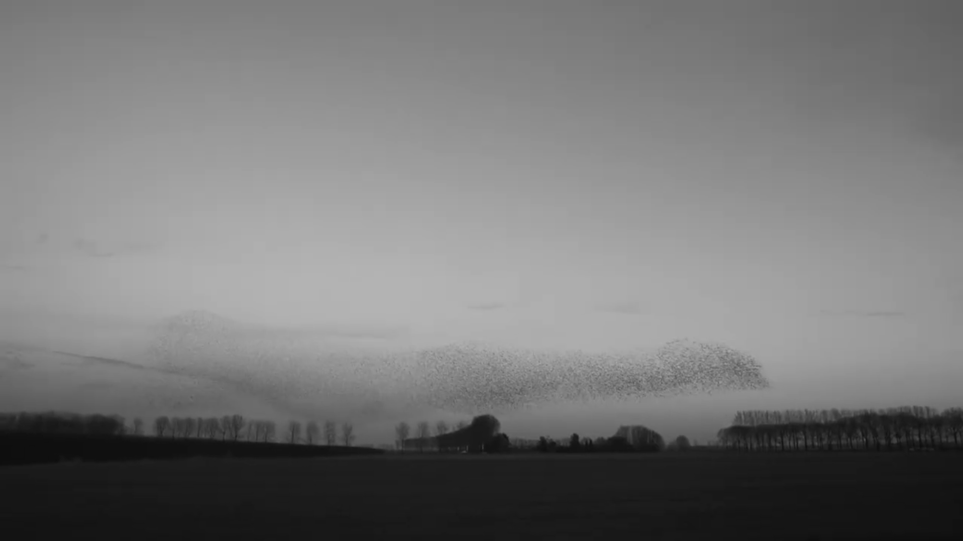 birds